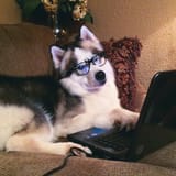 dog incredulous