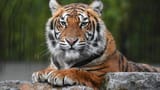 tiger