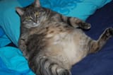 Cat Fat
