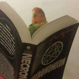 terror bird