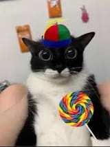 lollipop cat