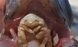 alienbossfishmonster