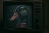 20250705_1126_Duck Portrait on TV_simple_compose_01jzdpgmmffe3szpstt0gcm50s