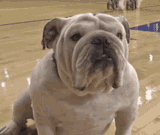 bulldog-des-moines