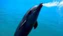 2025-07-05-17h14m11s_seed146754845_a weird dolphin screaming._thumb.jpg