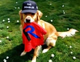 goodboy