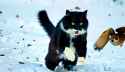 cat 2_thumb.jpg
