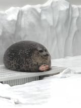hands together thinking seal contemplating wise wisdom what is