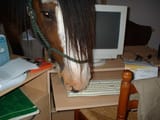 mlp using the orbal net to spread the curse