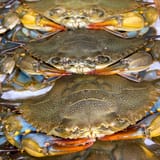 crab