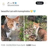 beautiful-cat-with-homophobia-v0-n1jptjdwte7e1
