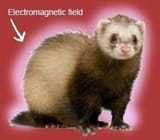electromagnetic field