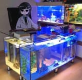 fishdesk