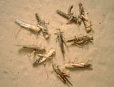 E7790074-Pest_control_dead_desert_locusts_on_sand