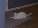 Just discovering there is no carpet (1)