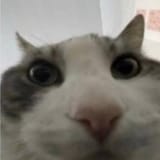 1734929168515932