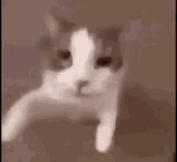 kiss-kitty