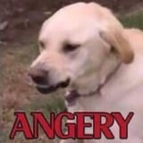 ANGERY