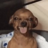 dog-funny