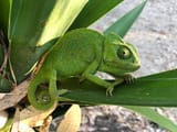 chameleon-3697250_1280-19376552