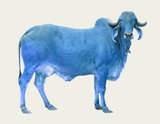 BLU cow2 