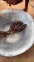 ratpan_thumb.jpg