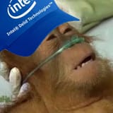 IntelDyingMonkey