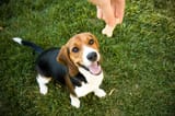 Beagle-sitting-waiting-for-a-treat-being-held-above-his-head