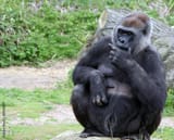 gorilla