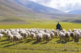 shepherding-is-a-thing-of-the-soul-AdobeStock_98103487-scaled-1-1024x683