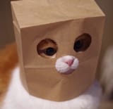 catbag