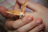 moth