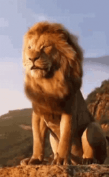 lion