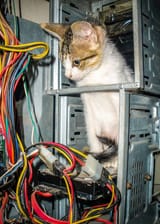 Electric Cat