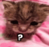 cat-confused