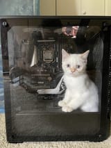 case cat