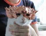 crab cat