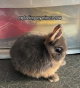 1750973727912610