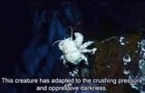 crab