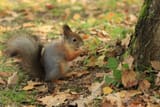 Squirrel_in_Seurasaari_autumn