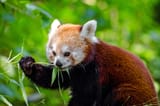 Endangered_Red_Panda