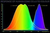 09500-0-A-BL-EN-Response-of-Human-Cone-Cells-to-Colour-80-scaled