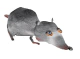 3d movie maker rat