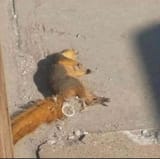 he&#039;s not dead, just sleeping
