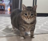 cat_oiia01