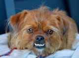 teeth