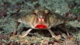 Red-Lipped Batfish