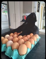 cat_crazy
