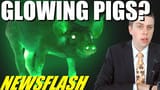 glowingpigs