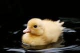 How-To-Raise-A-Baby-Duck-scaled-1